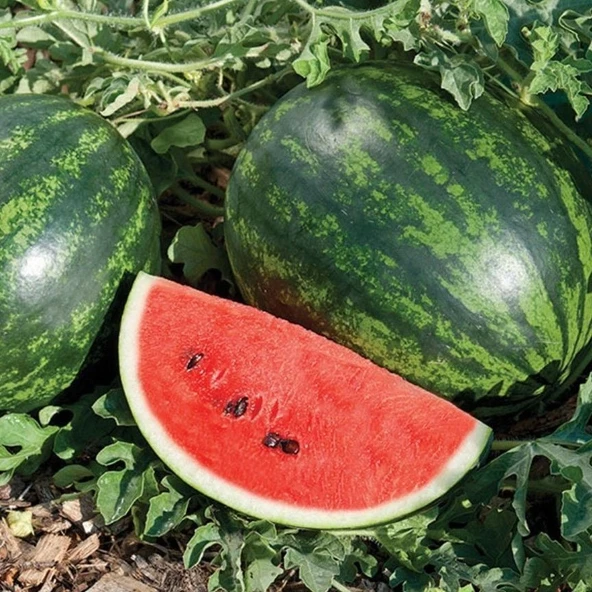 Galactica Etli Sulu Karpuz Tohumu (10 Tohum) ürün görseli 1