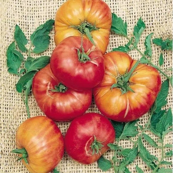 Doğal Old German Domates Tohumu (20 Tohum) ürün görseli