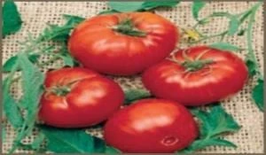 Doğal Brandywine Red Domates Tohumu (20 Tohum)