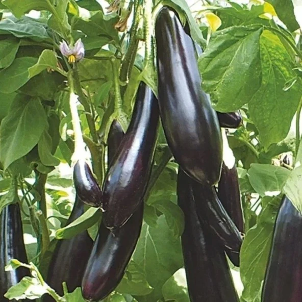 Doğal Uzun Leziz Yemesi Olan Aydın Siyahı Patlıcan Tohumu (70 Tohum) ürün görseli 1