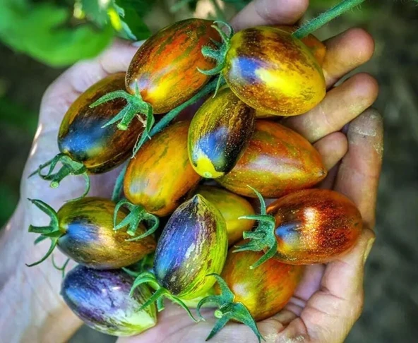 Brands Atomic Grape Tohumu (15 Tohum) ürün görseli 1