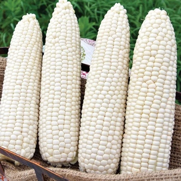 Doğal Hickory King White Beyaz Süt Mısırı Tohumu (5 Tohum)