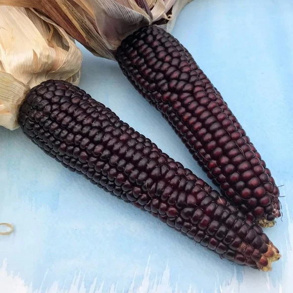 Doğal Japonica Striped Mısır Tohumu (10 Tohum) ürün görseli