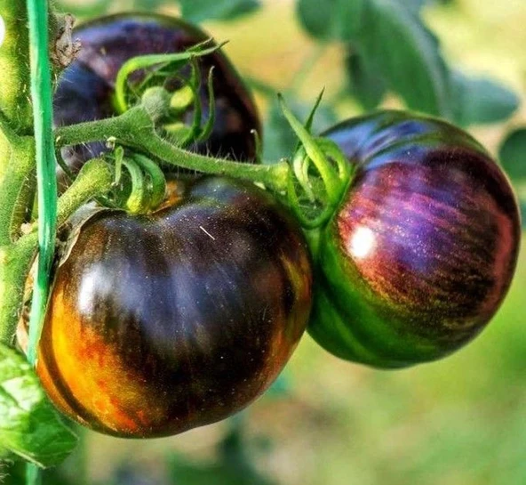 Cosmic Eclipse Etli Dilimli Domates Tohumu (15 Tohum) ürün görseli 1