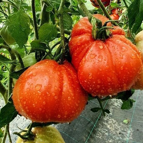 Rote Pear Etli Armut Domates Tohumu (15 Tohum) - Resim 2