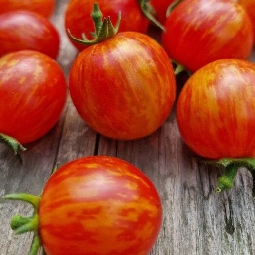 Süpernova Cherry Domates Tohumu (15 Tohum) - Resim 2