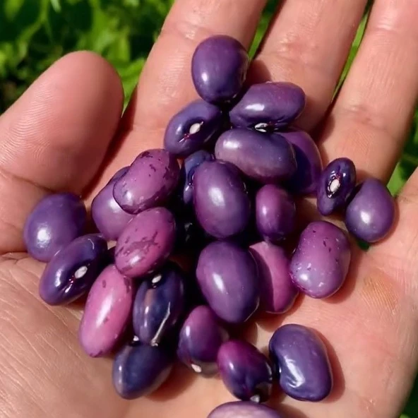 Geleneksel Purple Sırık Fasulye Tohumu (10 Tohum) ürün görseli