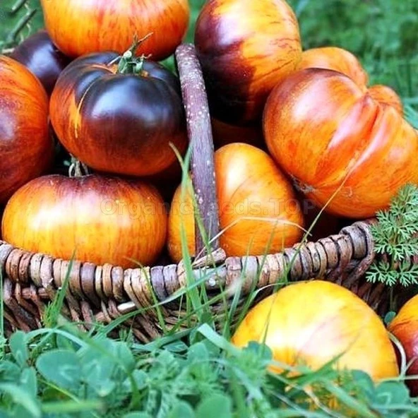 Kırmızı Beef Alice Dream Domates Tohumu (15 Tohum) ürün görseli