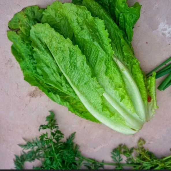 Doğal Soğuğa Dayanıklı Ulukule Marul Tohumu (800 Tohum) ürün görseli 1