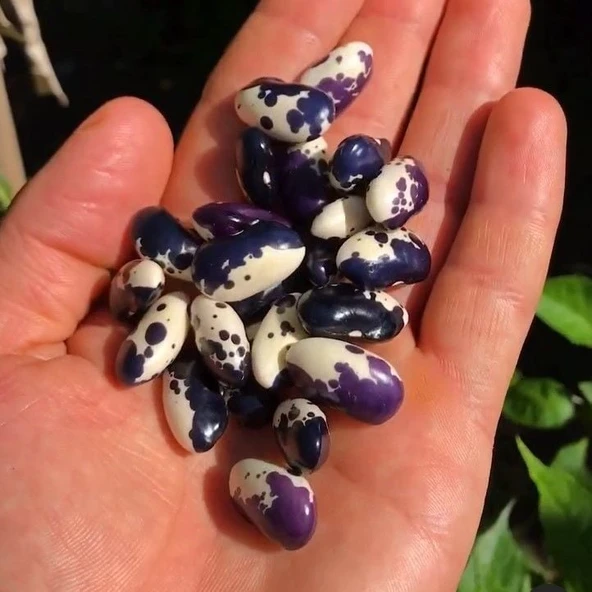 Doğal Geneleksel Kastamonu Ala Güz Fasulye Tohumu (10 Tohum) ürün görseli 1