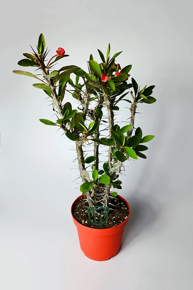 Dikenler tacı eforbia mili kırmızı 4 kök büyük boy 12 lik saksıda - 3