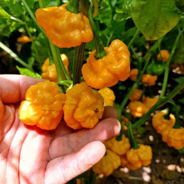 Doğal Ksps Khangstar Çok Acı Biber Tohumu (10 Tohum) ürün görseli 1