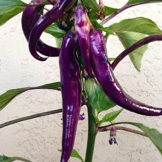 Doğal Geleneksel Mor Acı Biber Tohumu (15 Tohum) ürün görseli 1