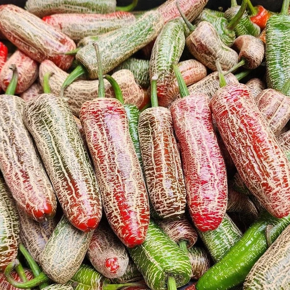 Nadir Ata Tohumu Jalapeno Farmers Biber Tohumu (10 Tohum) - 1
