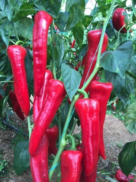 Bol Verimli F1 Acı Kapya Biber Tohumu (10 Tohum) ürün görseli 1