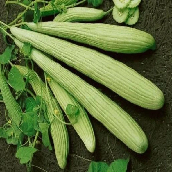 İnce Uzun Doğal Ege Acur Tohumu (20 Tohum) ürün görseli 1