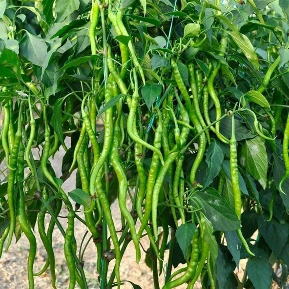 Geleneksel Ata Tohum Acı Kıl Biberi Tohumu (70 Tohum) ürün görseli 1