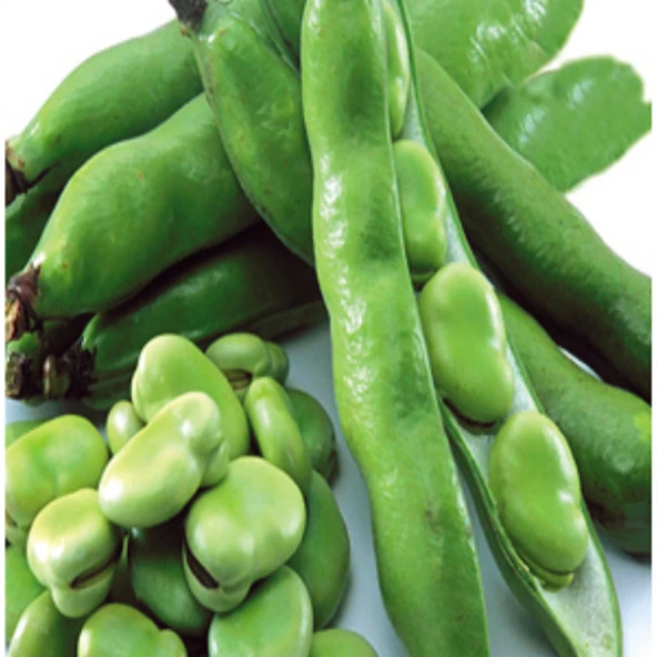 Geleneksel Doğal Bakla Tohumu (20 Tohum) ürün görseli 1