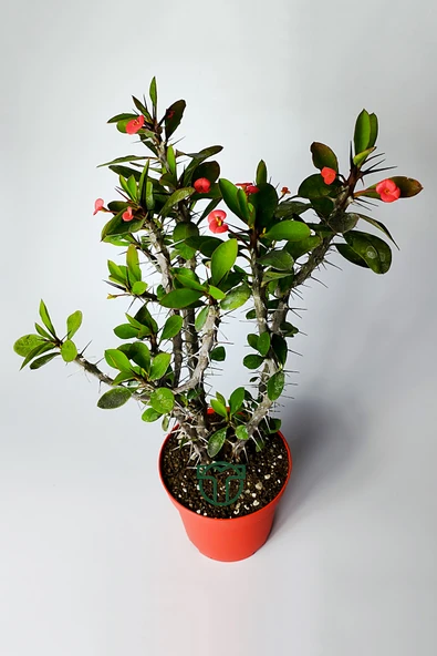 Dikenler tacı eforbia mili kırmızı 4 kök büyük boy 12 lik saksıda - 2