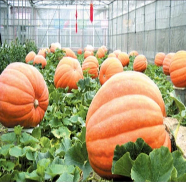 Geleneksel Doğal Dev Big Max Balkabağı Tohumu (5 Tohum) ürün görseli 1