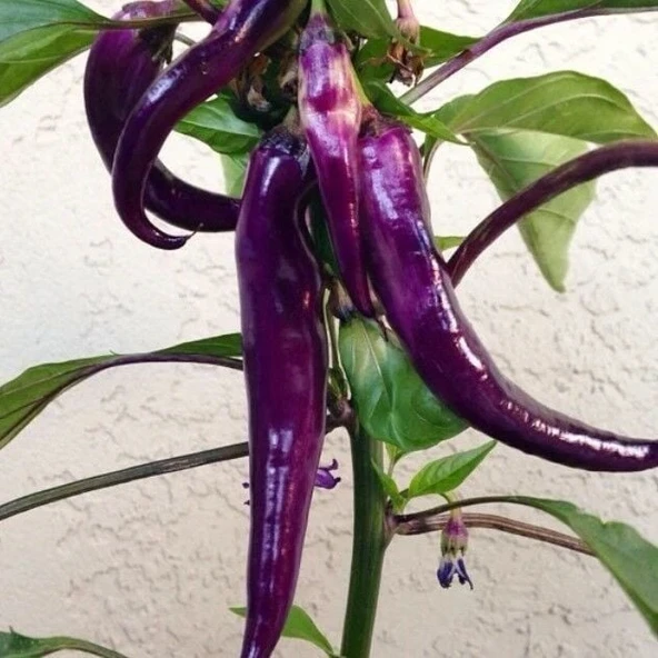 Long Thick Mor İnce Acı Biber Tohumu (15 Tohum) ürün görseli 1