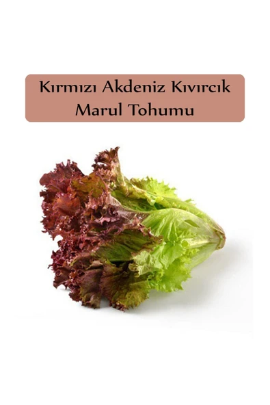 Kırmızı Marul Tohumu 1 Paket (1gr=850+ Adet) Akdeniz Kıvırcık Tohumu - 2