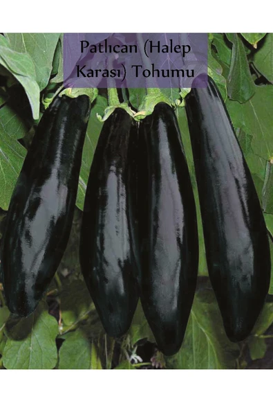 Patlıcan Tohumu Halep Karası 1 Paket (10gr=2000+ Adet) Halep Karası Patlıcan Tohumu ürün görseli