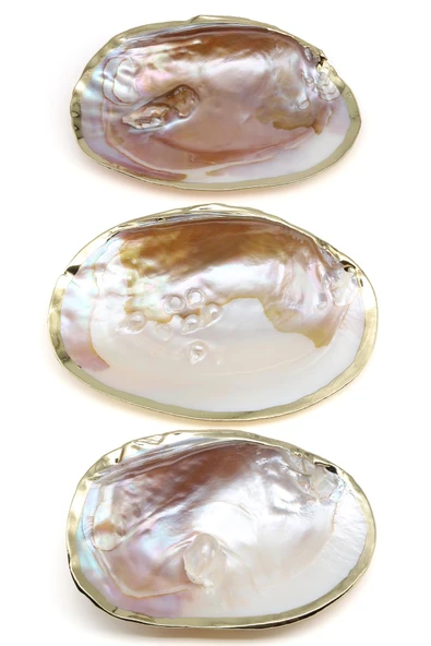 Kenarları Gold Kaplamalı İstiridye Doğal Taş Kabuk - 2