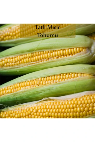 Tatlı Mısır Tohumu 1 Paket (10gr=45+ Adet) Mısır Tohumu