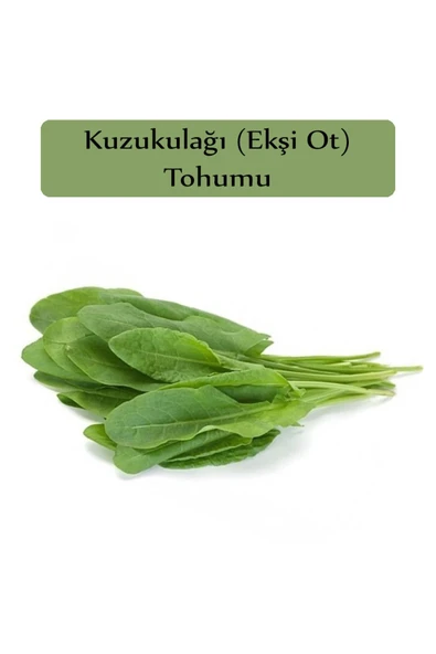Ekşi Otu Tohumu Kuzukulağı Tohumu 1 Paket (1gr) Kuzu Kulağı Ekşimen Otu Tohumu - 2
