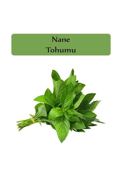 Nane Tohumu 1 Paket (0,02GR) Ekmeye Uygun Verimi Yüksek Paket Tohum Nane Bitkisi Tohumu - 2