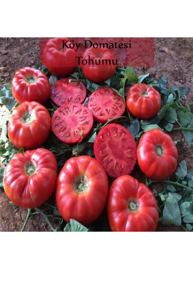 Köy Domatesi Tohumu 1 Paket (3gr=850+ Adet) Domates Tohumu