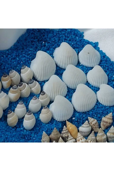 Hesaplı 1-3 cm Küçük Deniz Kabuğu 1kg Teraryum Deniz Kabukları Silis Akvaryum Süs Ufak Kabuklar - 5
