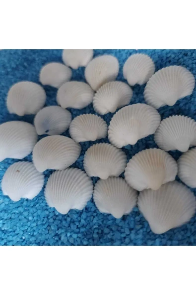 Hesaplı 1-3 cm Küçük Deniz Kabuğu 1kg Teraryum Deniz Kabukları Silis Akvaryum Süs Ufak Kabuklar - 4