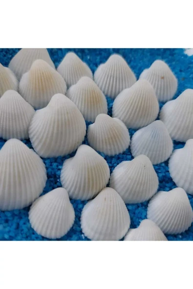 Hesaplı 1-3 cm Küçük Deniz Kabuğu 1kg Teraryum Deniz Kabukları Silis Akvaryum Süs Ufak Kabuklar ürün görseli