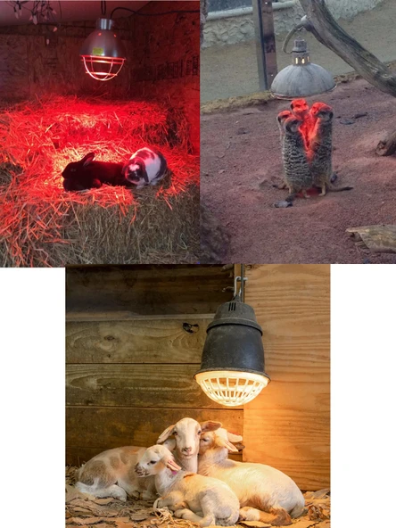 (5 Adet) 150W Kızılötesi (infrared) Isıtıcılı Hayvan Isıtma ve Kuluçka Lambası (Kırmızı Işık) E27 (Kalın Duy) - 4