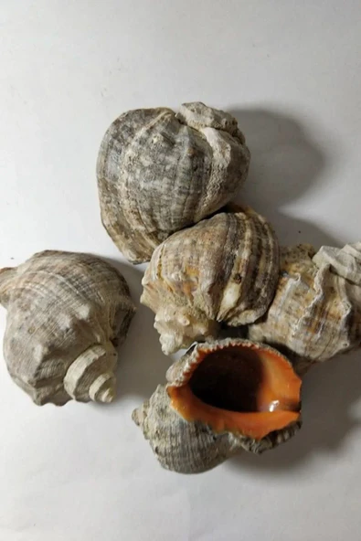 Deniz Kabuğu Gongaz Süs Dekoratif Akvaryum Süsleme 5-7 Cm 5 Adet - 4