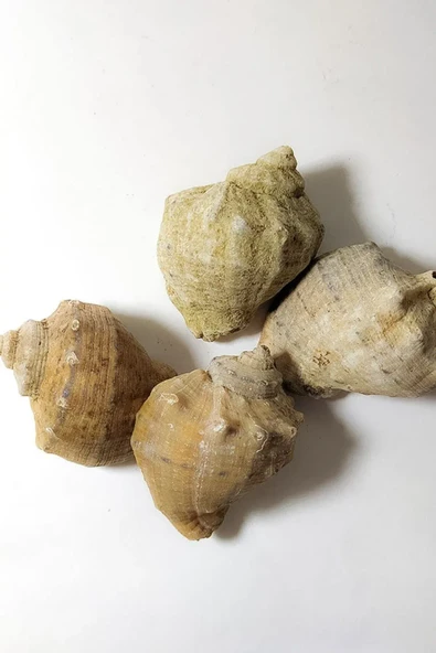 Deniz Kabuğu Gongaz Süs Dekoratif Akvaryum Süsleme 5-7 Cm 5 Adet - 3