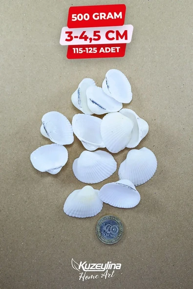 Deniz Kabuğu 500 gr Paket Clam Rose Cochles -orta - 2
