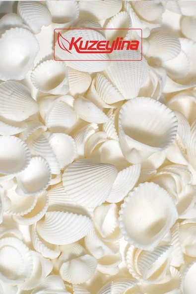 Deniz Kabuğu 500 gr Paket Clam Rose Cochles -orta - 3