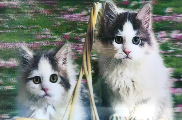 Nessiworld 5D Elmas Boyama  mli Kediler İkili Kedi Resmi Tablosu 40x60 cm