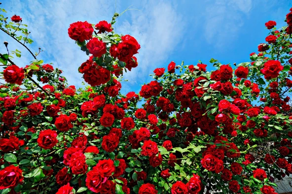 GÜL COŞTURAN KATI BESİN - 3