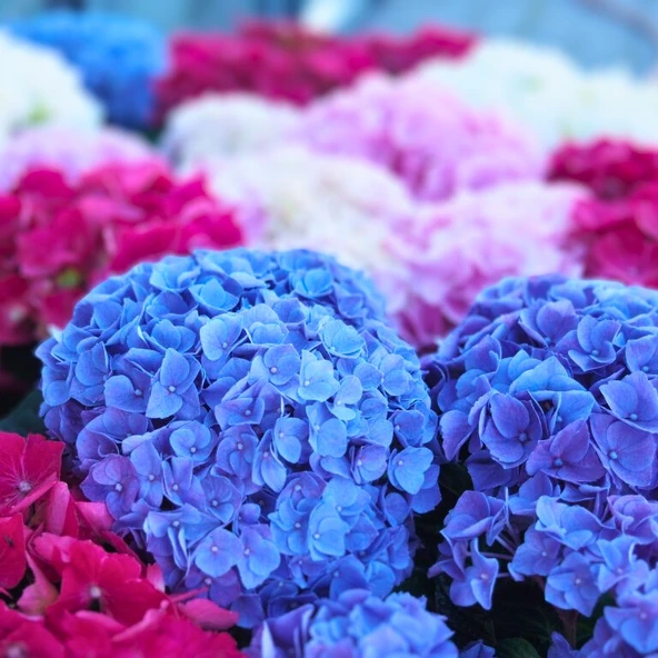 ORTANCA COŞTURAN KATI BESİN - 2