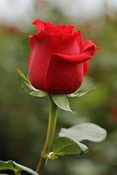 GÜL COŞTURAN KATI BESİN - 2