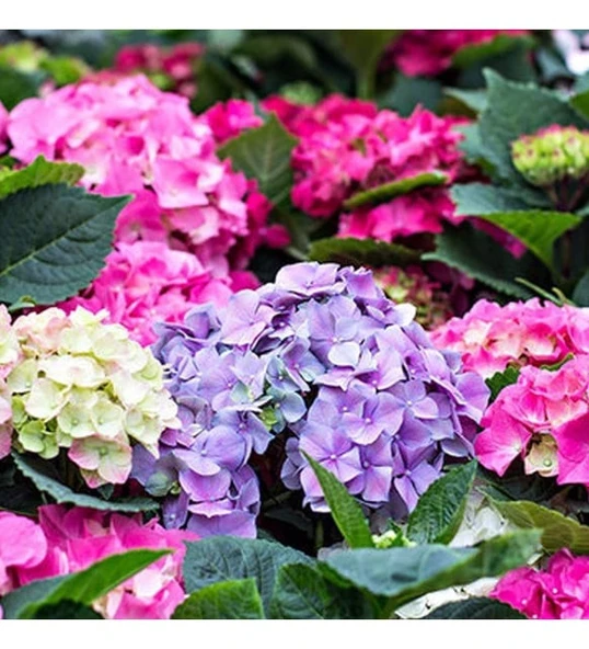 ORTANCA COŞTURAN KATI BESİN - 3