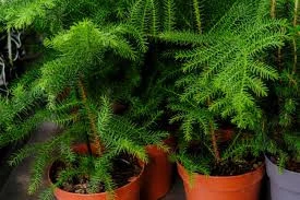 ÇAM COŞTURAN KATI BESİN - 2