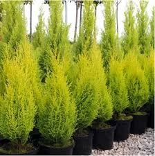 ÇAM COŞTURAN KATI BESİN - 3