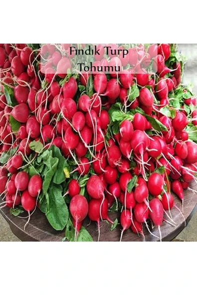 Fındık Turp Tohumu 1 Paket (10gr=1000+ Adet) Turp Tohumu Fındık Turp ürün görseli