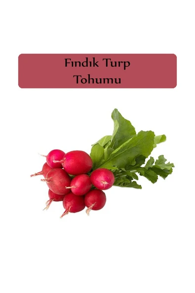 Fındık Turp Tohumu 1 Paket (10gr=1000+ Adet) Turp Tohumu Fındık Turp - Resim 2