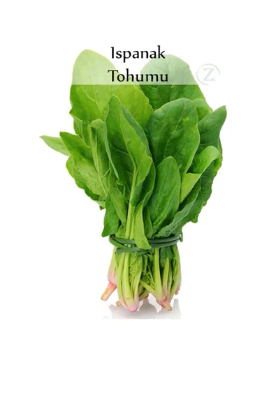 Ispanak Tohumu 1 Paket (10gr=950+ Adet) Matador Ispanak Tohumu